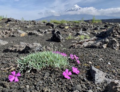 Dianthus repens, photographed by Alexandra Kaganova