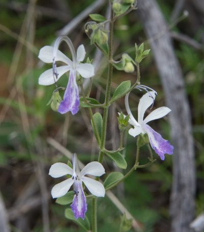 Trichostema arizonicum, photographed by Don Loarie