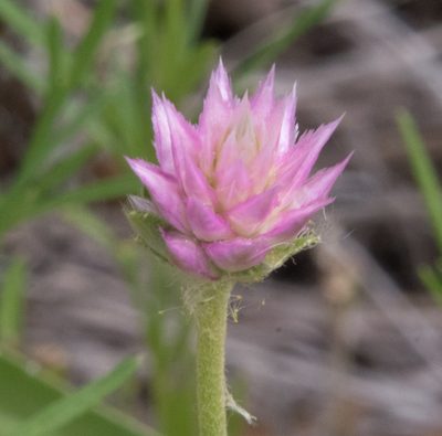 Gomphrena nitida, photographed by Don Loarie