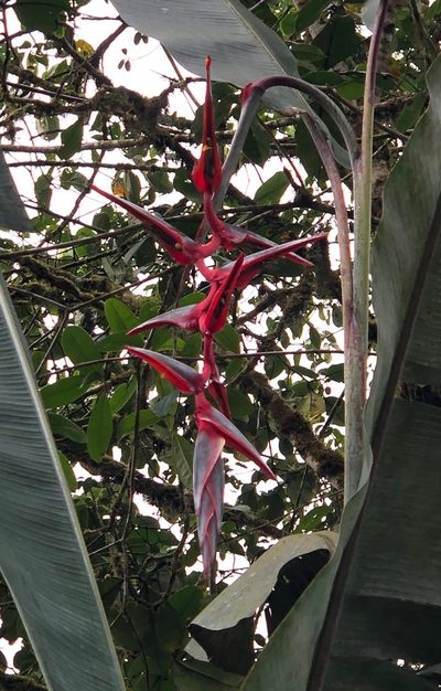 Heliconia griggsiana, photographed by desertnaturalist