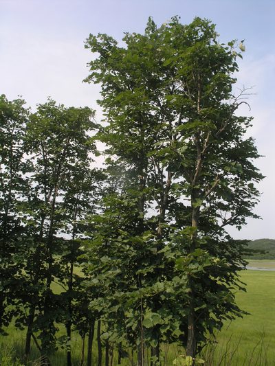 Tilia mandshurica, photographed by Oleg Kosterin