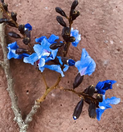 Bowdichia virgilioides, photographed by Helio Lourencini