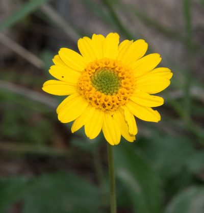 Lasianthaea podocephala, photographed by Don Loarie