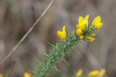 Ulex minor, photographed by Olivier Argagnon