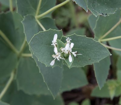 Guardiola platyphylla, photographed by Don Loarie
