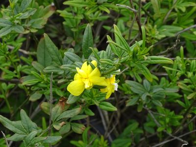 Jasminum mesnyi, photographed by Shaun Swanepoel