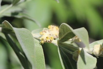 Buddleja scordioides, photographed by José Belem Hernández Díaz