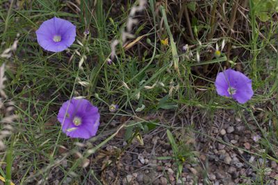 Ipomoea ternifolia, photographed by Ken-ichi Ueda