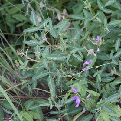 Desmodium batocaulon, photographed by Ken-ichi Ueda