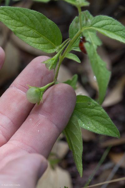 Solanum deflexum, photographed by Ken-ichi Ueda