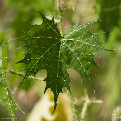 Cnidoscolus angustidens, photographed by Ken-ichi Ueda