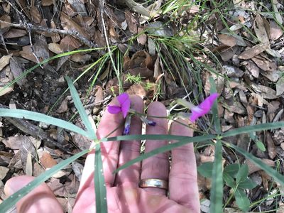 Cologania angustifolia, photographed by CK2AZ