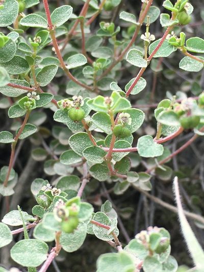 Euphorbia orbiculata, photographed by margaritarestrepou