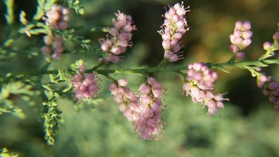 Tamarix chinensis, photographed by zookanthos