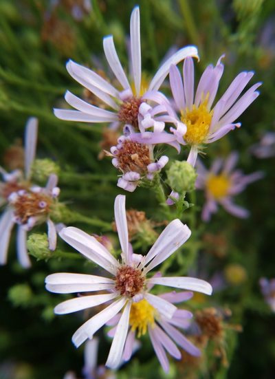 Symphyotrichum ascendens, photographed by zookanthos