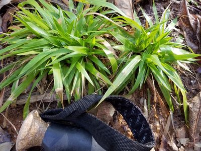 Dichanthelium laxiflorum, photographed by Jackie Miller
