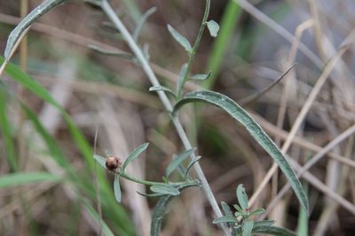 Centaurea decipiens, photographed by Olivier Argagnon