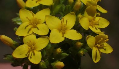 Sebaea aurea, photographed by Nicola van Berkel