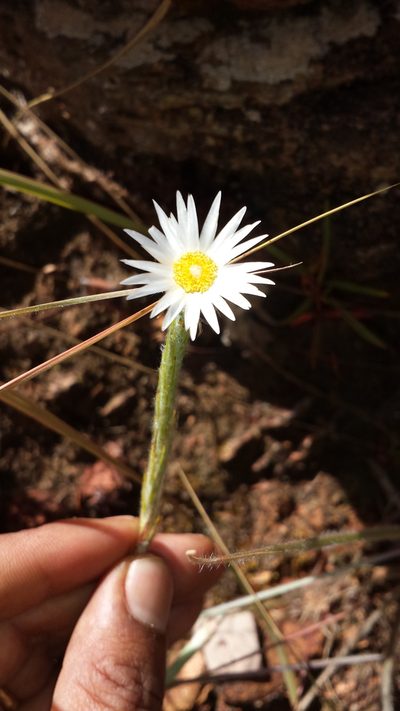 Helichrysum candollei, photographed by Romer N. Rabarijaona