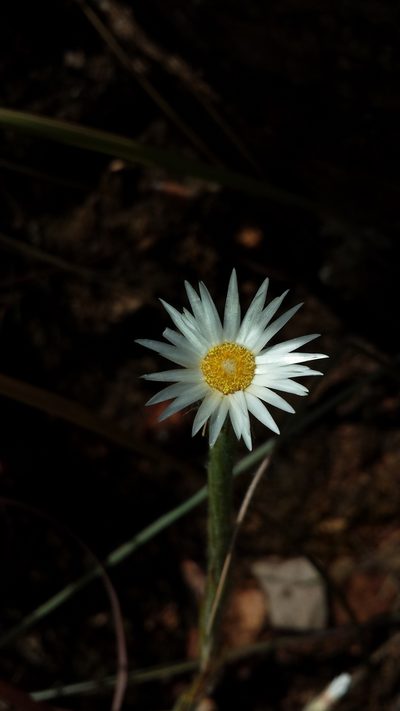 Helichrysum candollei, photographed by Romer N. Rabarijaona