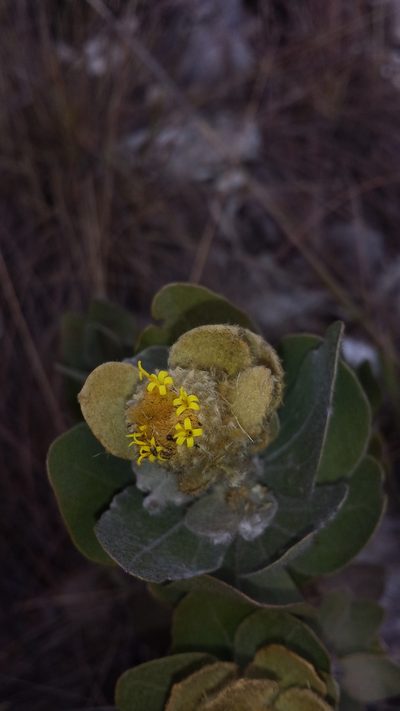 Distephanus eriophyllus, photographed by Romer N. Rabarijaona