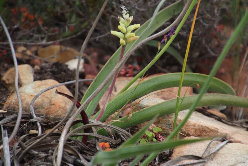 Lachenalia capensis, photographed by Tony Rebelo