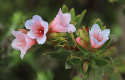 Lobostemon fruticosus, photographed by Tony Rebelo
