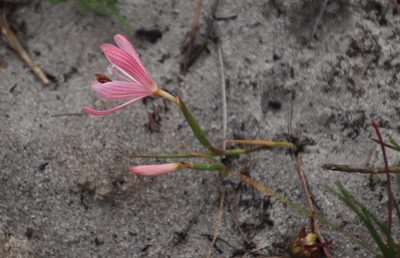 Geissorhiza bonae-spei, photographed by Tony Rebelo