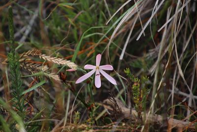 Geissorhiza bonae-spei, photographed by Tony Rebelo