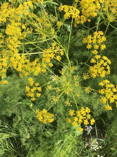 Prangos ferulacea, photographed by Andre Hosper