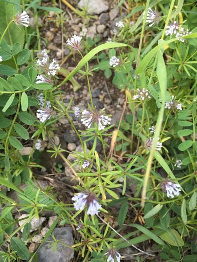 Asperula orientalis, photographed by Andre Hosper