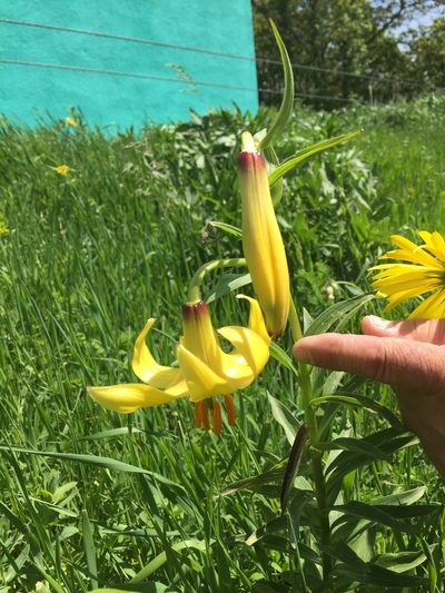 Lilium armenum, photographed by Andre Hosper