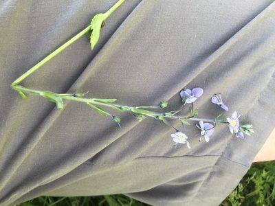 Veronica gentianoides, photographed by Andre Hosper