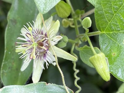 Passiflora sexflora, photographed by Grete Pasch