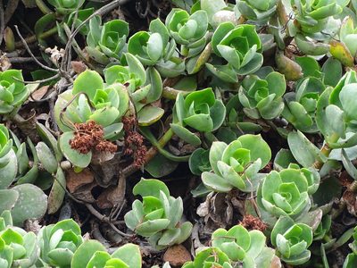 Crassula lactea, photographed by Shaun Swanepoel