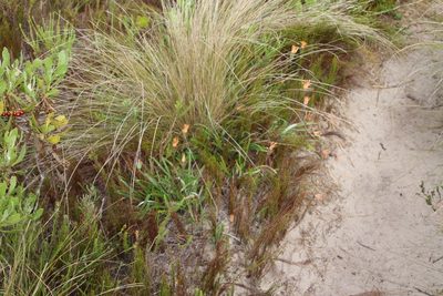 Gazania pectinata, photographed by Tony Rebelo