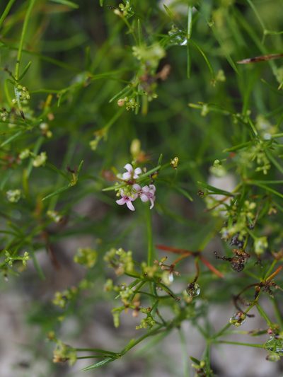 Cynanchica neilreichii, photographed by carnifex