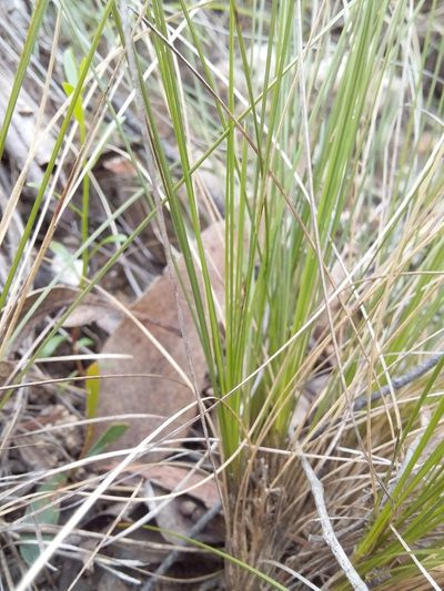 Lomandra fibrata, photographed by insiderelic