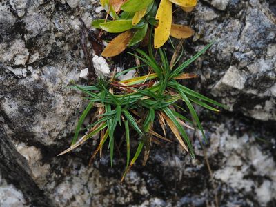 Carex firma, photographed by carnifex
