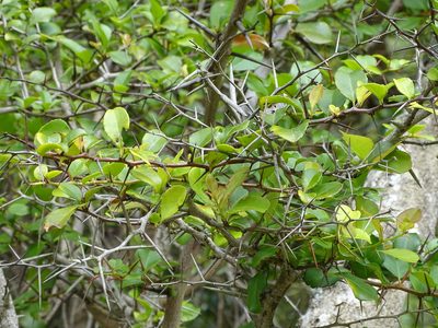 Gymnosporia nemorosa, photographed by Shaun Swanepoel