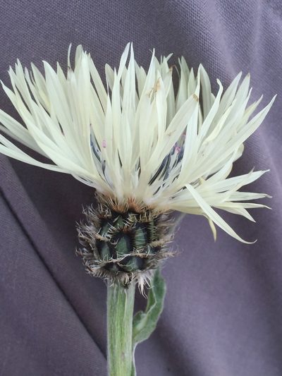 Centaurea cheiranthifolia, photographed by Andre Hosper