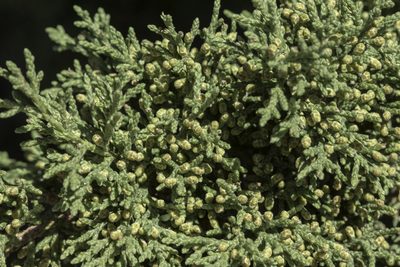 Juniperus arizonica, photographed by Craig Martin
