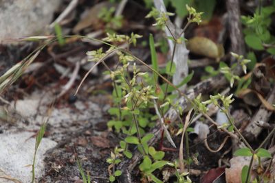 Cerastium capense, photographed by Tony Rebelo
