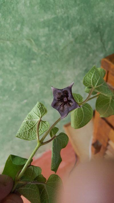 Dictyanthus reticulatus, photographed by Eugenio Padilla