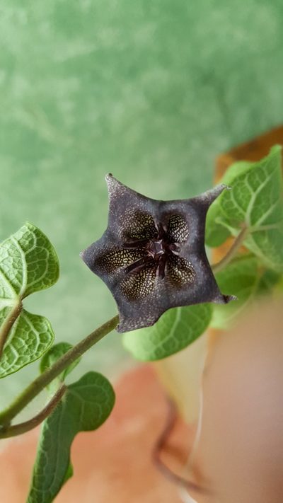 Dictyanthus reticulatus, photographed by Eugenio Padilla