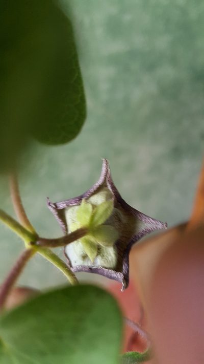 Dictyanthus reticulatus, photographed by Eugenio Padilla