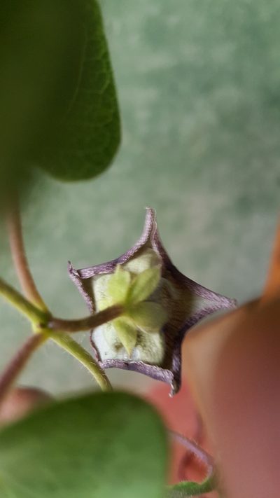 Dictyanthus reticulatus, photographed by Eugenio Padilla