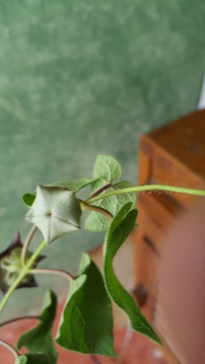 Dictyanthus reticulatus, photographed by Eugenio Padilla