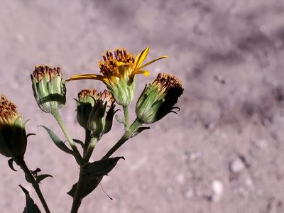 Aldama cordifolia, photographed by Craig Martin