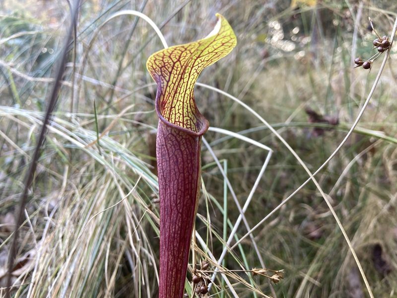 Sarracenia jonesii, photographed by Reid Hardin